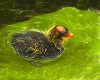 American-Coot-7550