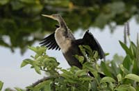Anhinga-7898
