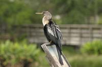 Anhinga-Female-7882
