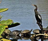 Anhinga-Male-6929