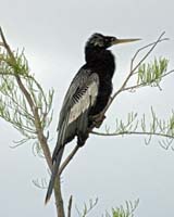 Anhinga-Male-7944