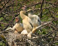 Anhingas-Juvenile-6941