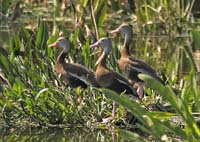 Black-Bellied-Whistling-Duck-6918