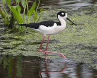 Black-Necked-Stilt-7172
