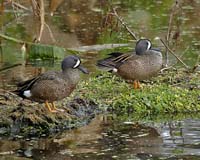 Blue-winged-Teal-7025