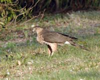 Coopers-Hawk-7268