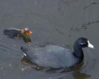 Coot-Juvenile-7536