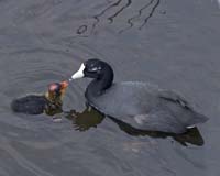Coot-Juvenile-7546