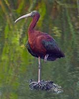 Glossy-Ibis-7670
