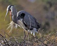 Great-Blue-Heron-6684