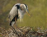 Great-Blue-Heron-7137
