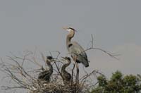 Great-Blue-Heron-Juvenile-6998