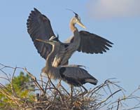 Great-Blue-Herons-6667