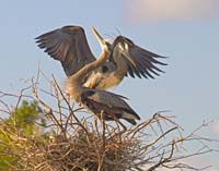 Great-Blue-Herons-6668