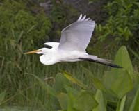 Great-Egret-7926