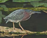 Green-Heron-7622