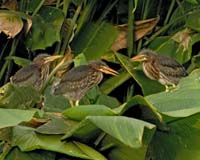 Green-Heron-Chicks-7972
