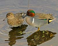 Green-winged-Teal-2-7090
