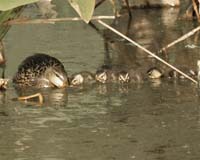 Mallard-Ducklings-7920