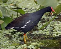 Moorhen-7555