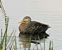 Mottled-Duck-7009