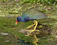 Purple-Galinule-7872