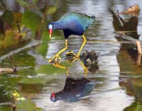 Purple-Gallinule-7078
