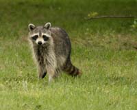 Racoon-7880