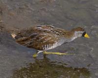 Sora-Rail-7605