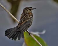Sparrow-7027