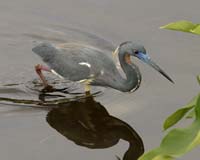 Tri-Colored-Heron-7223