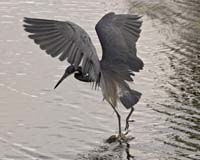 Tri-colored-Heron-7650