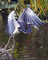 Tricolored-Heron-7664
