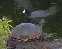 Turtle-7633