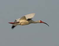 White-Ibis-7288
