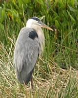 Wunder-Heron-7203