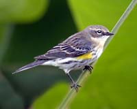 Yellow-Rumped-Warbler-6647