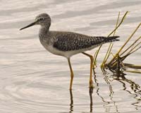 Yellowlegs-7164